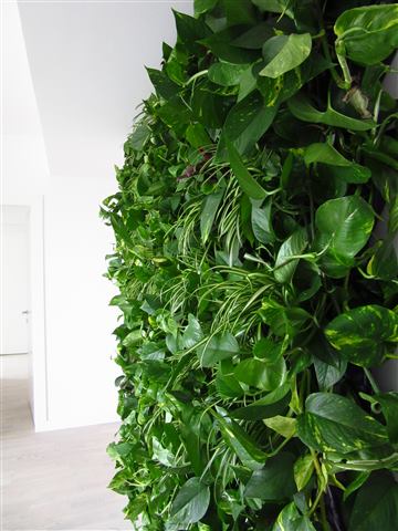 Grădină verticală cu plante naturale – Iancu Nicolae, foto 15 din 26